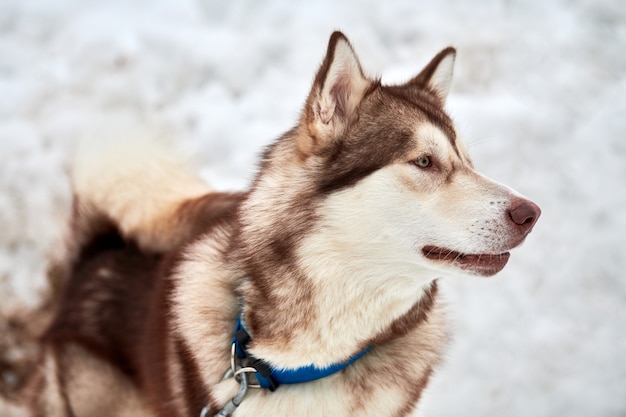 Husky sled dog face, winter. Siberian husky dog breed outdoor muzzle portrait