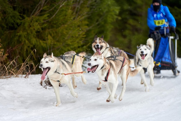 Photo husky sled dog racing winter dog sport sled team competition siberian husky dogs pull sled