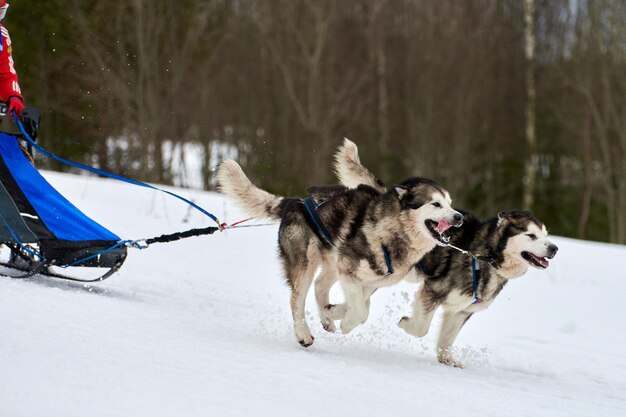 Photo husky sled dog racing winter dog sport sled team competition siberian husky dogs running