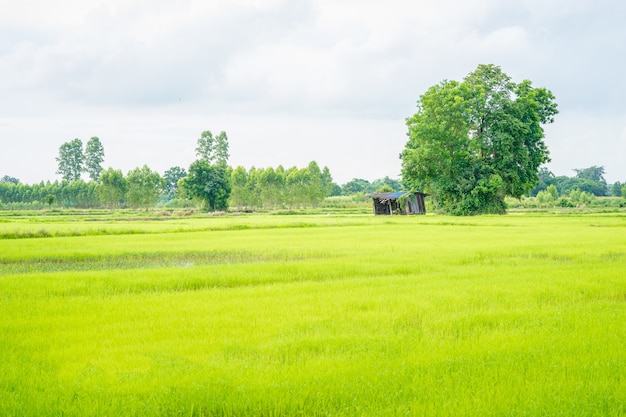 hut in the green field