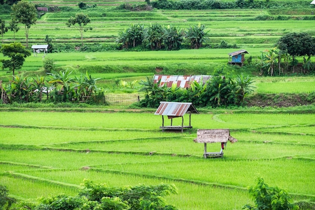 Hut on green rice field