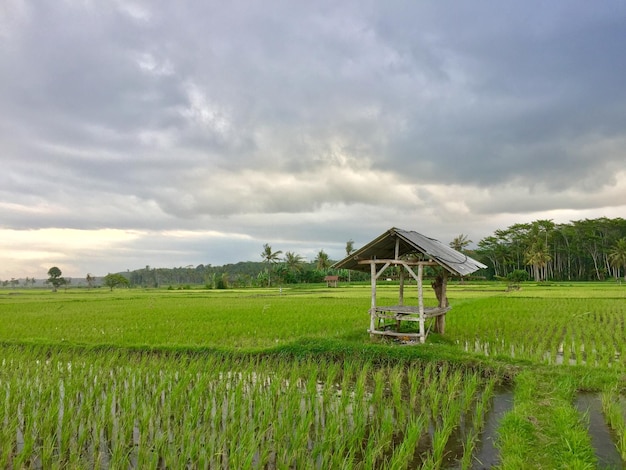 A hut is located between rice fields and corn fields. This hut is used by farmers to rest.