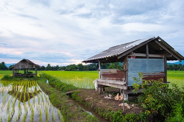 The hut is made of zinc. Cabin in rice field.