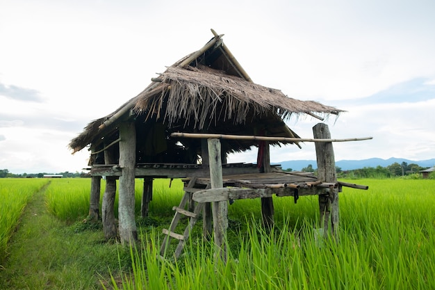 The hut is made of zinc. Cabin in rice field.