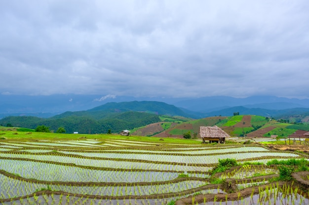 Hut in rice fileds on mountains