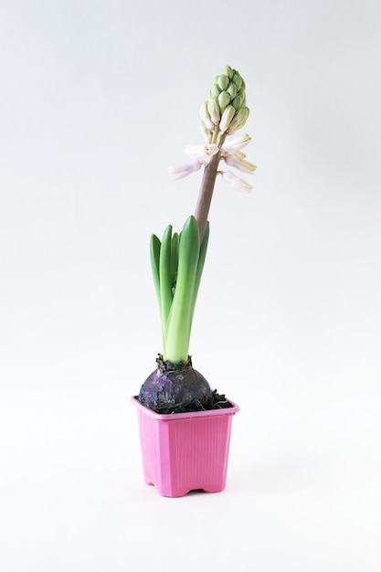 Hyacinth blooming in a pot on a light background bulbous early seasonal spring plants