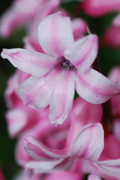 Hyacinth detail