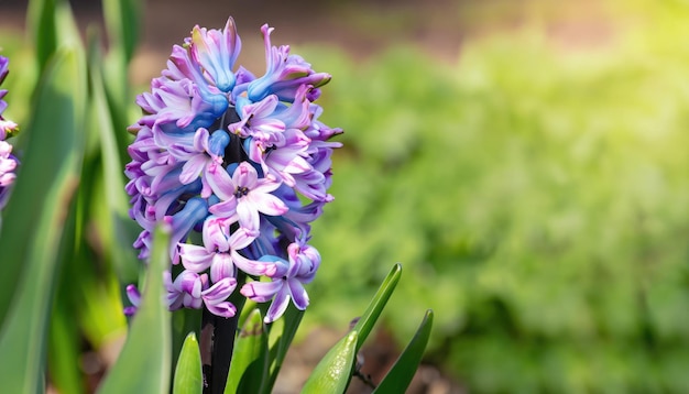 Hyacinth flower in the garden with copy space