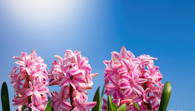 Hyacinth flower in the garden with copy space