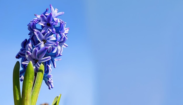 Hyacinth flower in the garden with copy space