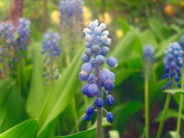 Hyacinth flower in green foliage photo