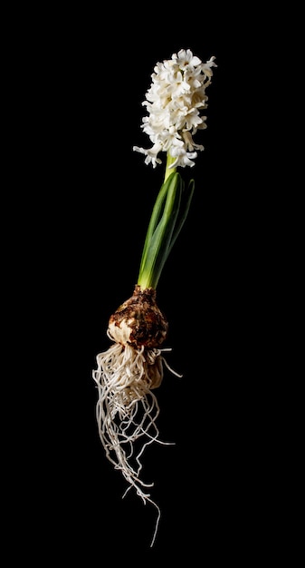 Hyacinth flower