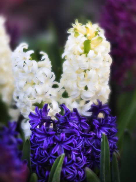 Hyacinth flowers blooming at springtime