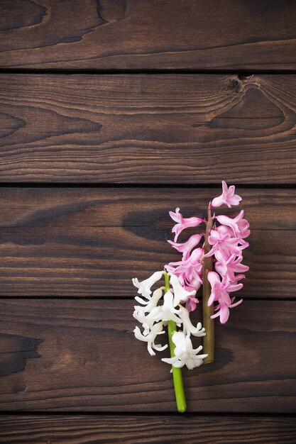 Hyacinth flowers on dark wooden