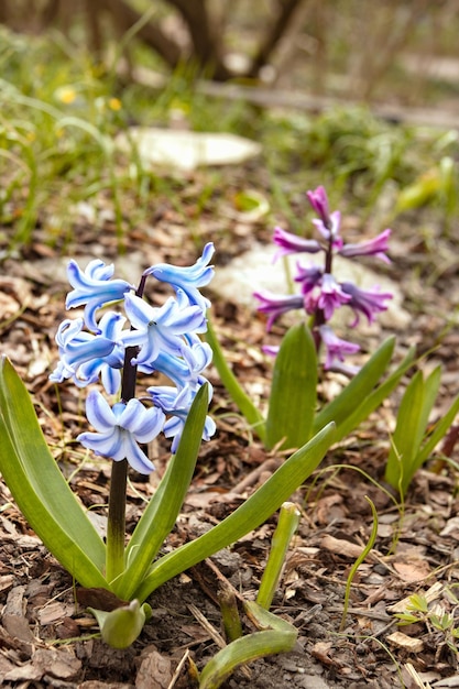 Hyacinth Hyacinthus A genus of plants in the family Asparagus Asparagaceae Spring floral background