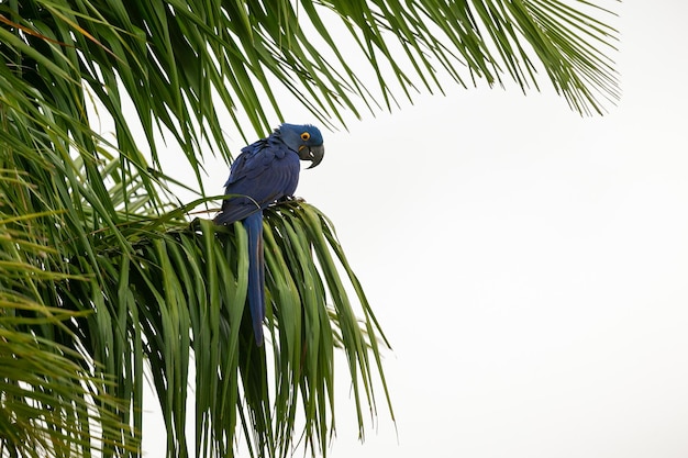 Hyacinth macaw close up on a palm tree in the nature habitat