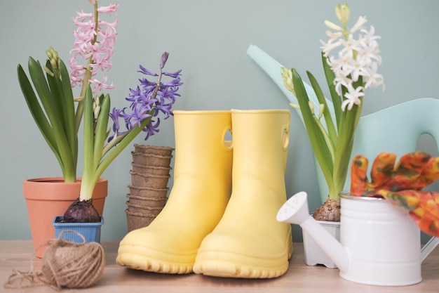 hyacinths yellow rubber boots watering can gloves on wooden table on green background