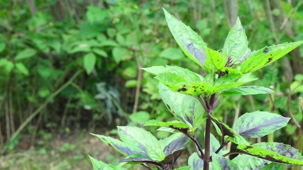 A hybrid of green and purple basil sways in the wind Basil grows outdoors in the garden