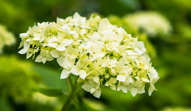 Hydrangea arborescens bush young flower closeup