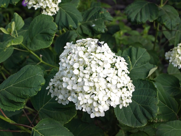 Hydrangea arborescens Hydrangea arborescens commonly known as smooth hydrangea wild hydrangea sevenflowered