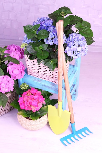 Hydrangea in baskets with garden tools on grey background