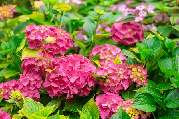 Hydrangea blooming in a garden. 