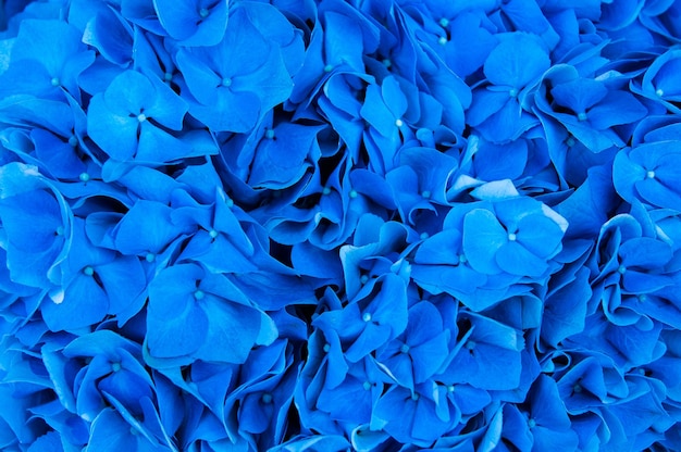 Hydrangea blue flower closeup beautiful soft colors hortensia art design beauty deep blue colour