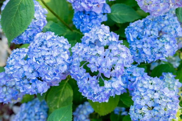 Hydrangea changeable largeleaved Garden French wildgrowing bush Variety of paniculate and treelike hydrangea Blue flowersBotanical Garden