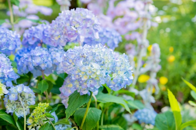 Hydrangea changeable largeleaved Garden French wildgrowing bush Variety of paniculate and treelike hydrangea Blue flowersBotanical Garden