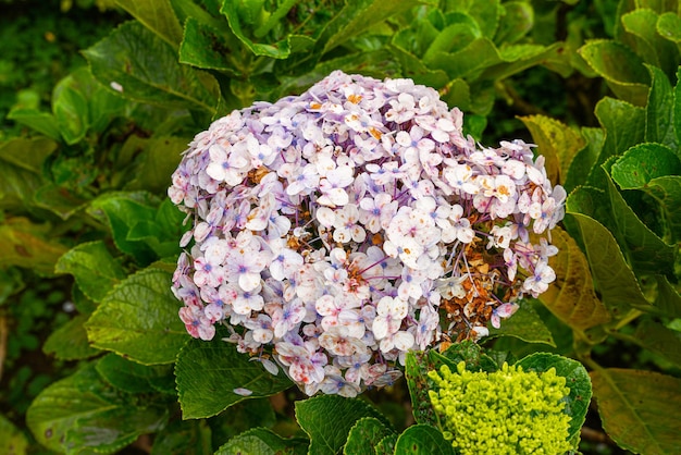 Hydrangea common names hydrangea or hortensia