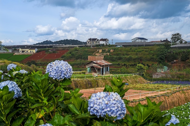 Hydrangea field against the  greenhouses and plantations in the city of Da Lat in Vietnam