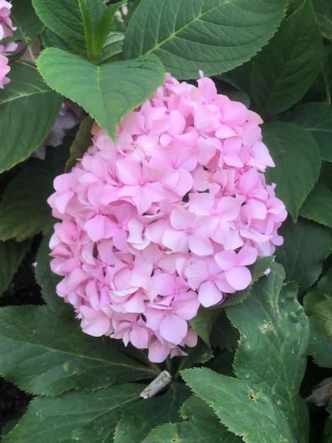 Hydrangea flower photo