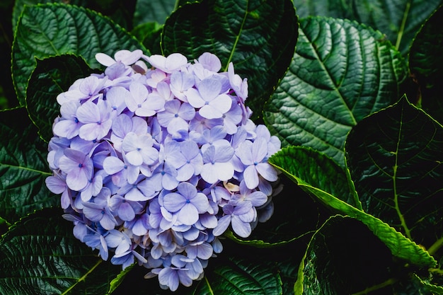 hydrangea flower with green leaves