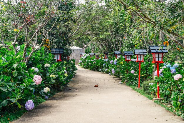 Hydrangea flowers in the city of Da Lat in Vietnam