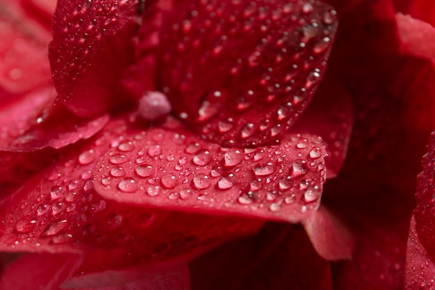 Hydrangea flowers with water drops close up