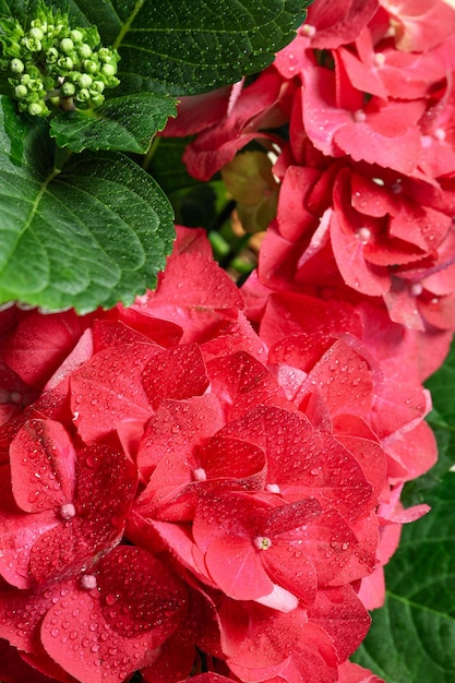 Hydrangea flowers with water drops close up