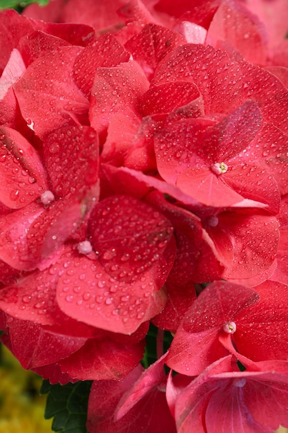 Hydrangea flowers with water drops close up