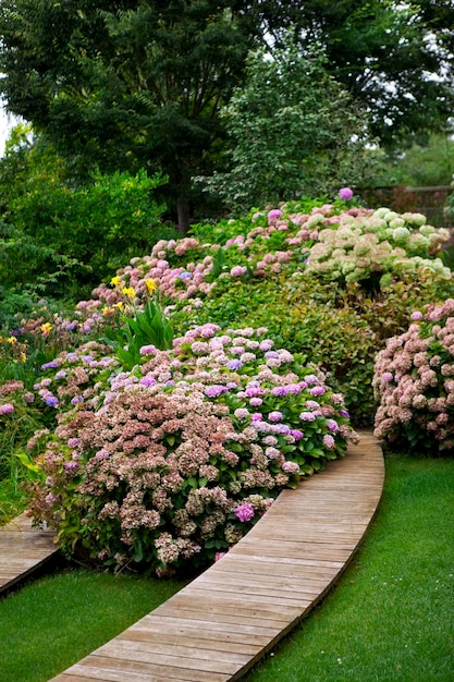 Hydrangea in a garden