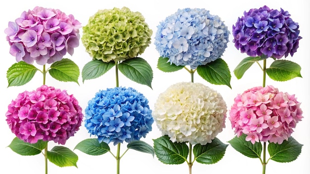 Photo hydrangea or hortensia eight flowers set isolated on white white blue pink purple and bicolor hortensia flowering plants different colors inflorescences collection