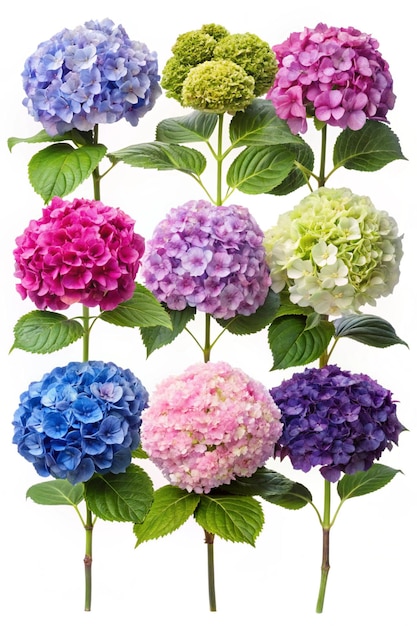 Photo hydrangea or hortensia eight flowers set isolated on white white blue pink purple and bicolor hortensia flowering plants different colors inflorescences collection