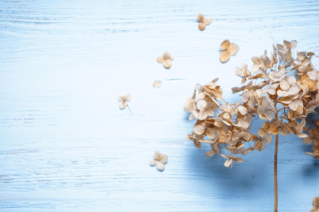 Hydrangea hortesia dried flowers on a gray background with space for text top view Vintage style