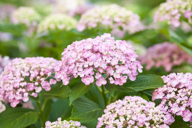 Hydrangea is pink flowers are blooming in spring and summer at sunset in town garden.