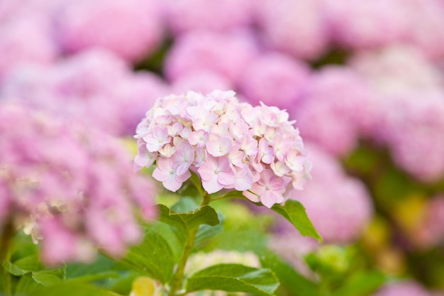 Hydrangea is pink flowers are blooming in spring and summer at sunset in town garden.