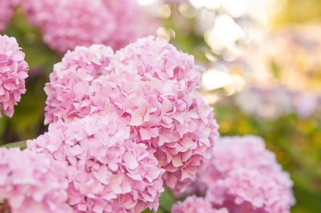 Hydrangea is pink flowers.