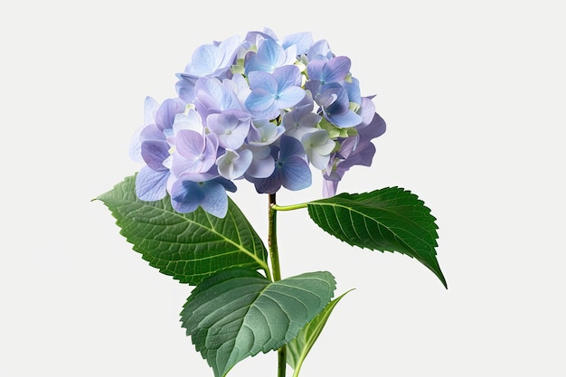 Hydrangea Isolated on Transparent Background