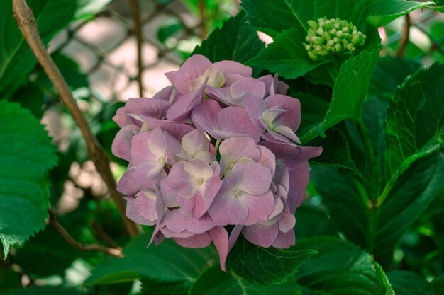 Hydrangea Macrophylla flower buds also known as Bigleaf Hydrangea or Hortensia Close up of a bush