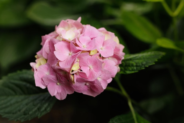 Hydrangea macrophylla largeleaved pink hydrangea closeup with dew drops