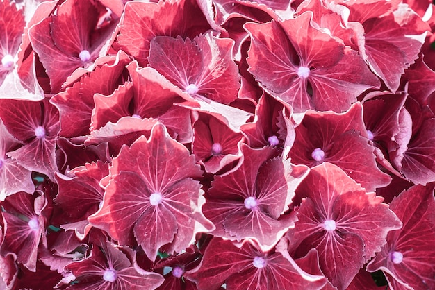 Hydrangea macrophylla 'Sibilla'. Red flowers of Hortensie.