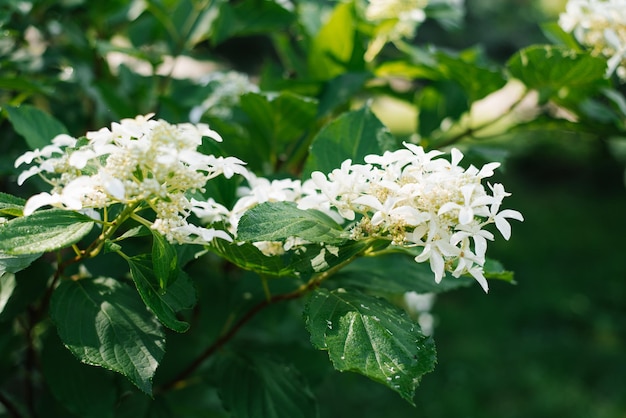 Hydrangea Paniculata Le Vasterival flowers in the garden in summer