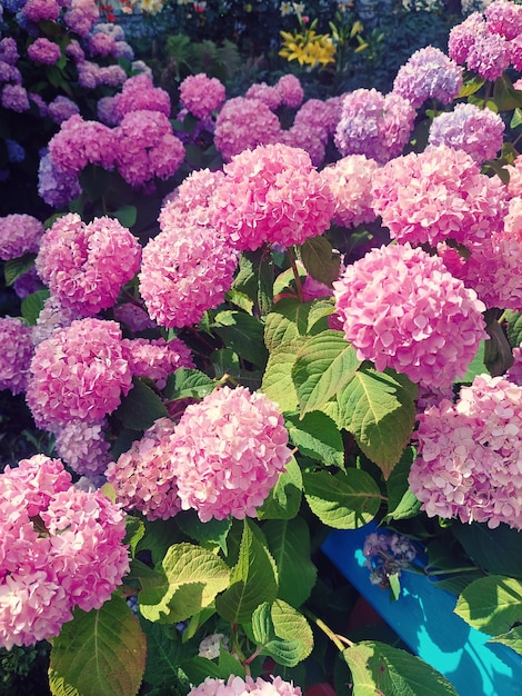 Hydrangea pink flowers